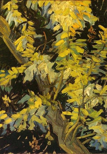 Blossoming Acacia Branches, Vincent Van Gogh